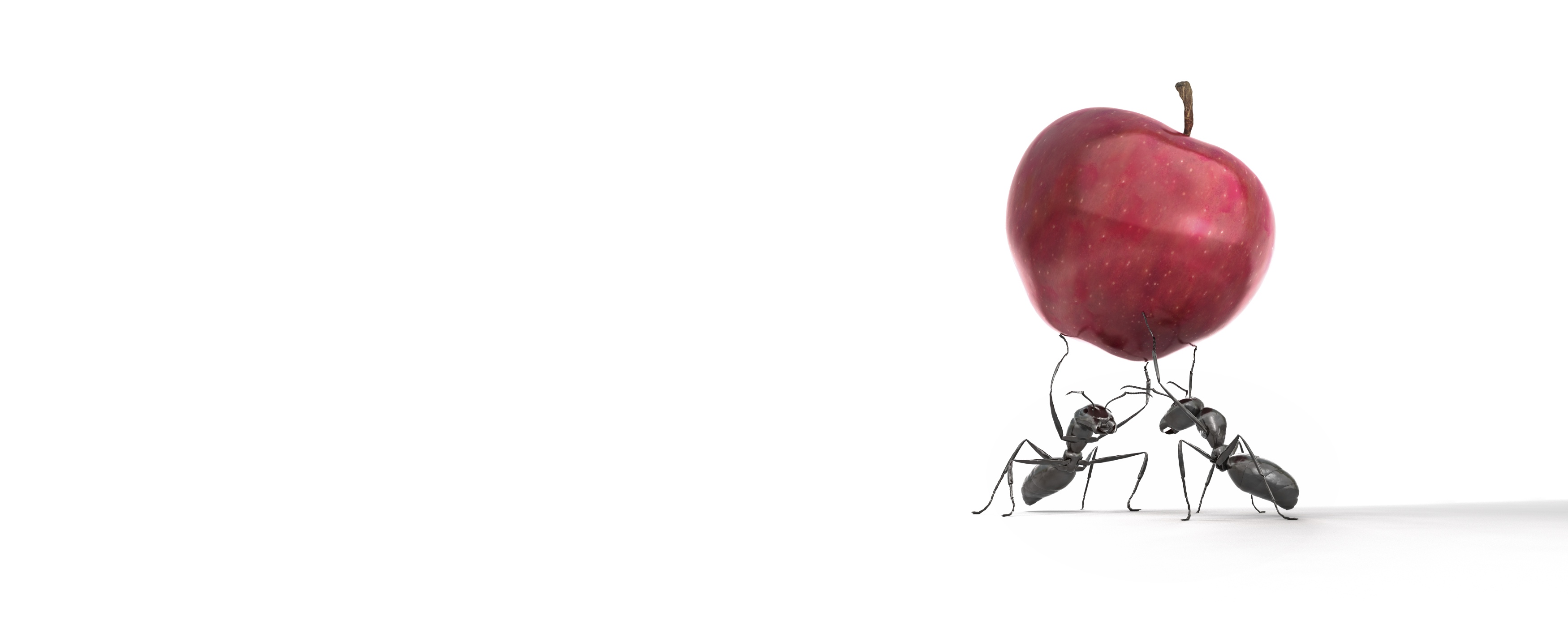 Slider2 Ants Carrying an Apple